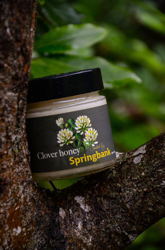 Clover Honey 10oz
